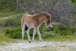 De duinen ten zuiden van Bergen aan Zee worden door zowel exmoorpony's als Schotse hooglanders begraasd. Een wandeling levert hier altijd wel een ontmoeting op | © Ronald van Wijk Fotografie