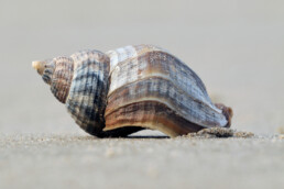 De schelp van de wulk (in zee levende slak) is een van de mooiste die je kunt vinden langs de Nederlandse kust | © Ronald van Wijk Fotografie