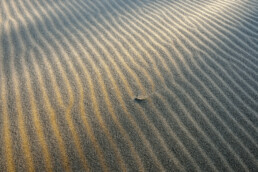 Zandribbels vind je vaak op plekken waar de wind haar kracht verliest en het zand langzaam neervalt. Met strijklicht komen de ribbels pas echt tot leven | © Ronald van Wijk Fotografie