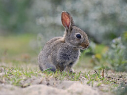 Met hun gegraaf en geknabbel zijn konijnen onmisbaar in het open landschap van de grijze duinen | © Ronald van Wijk Fotografie