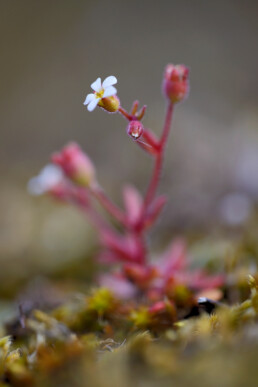 Een hele verzameling aan kleine plantjes komt in het vroege voorjaar tot bloei op de kale duinhellingen. Dankzij de rode stengel is kandelaartje makkelijk te spotten | © Ronald van Wijk Fotografie