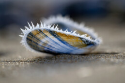 Rijp op een aangespoelde schelp van mossel op het strand van Heemskerk | © Ronald van Wijk Fotografie