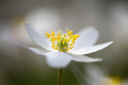 Fotograferen van bosanemonen vergt veel geduld. De grote witte bloemen staan op hoge steeltjes en zwiepen bij het minste zuchtje wind heen en weer | © Ronald van Wijk Fotografie