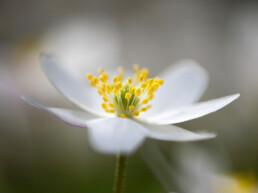 Fotograferen van bosanemonen vergt veel geduld. De grote witte bloemen staan op hoge steeltjes en zwiepen bij het minste zuchtje wind heen en weer | © Ronald van Wijk Fotografie