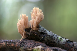 Koraalzwammen groeien op plantenresten, takken en stronken van loofbomen. De vertakte, rechtopstaande vormen doen denken aan koraal | © Ronald van Wijk Fotografie