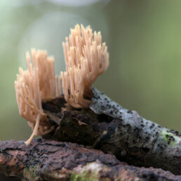 Koraalzwammen groeien op plantenresten, takken en stronken van loofbomen. De vertakte, rechtopstaande vormen doen denken aan koraal | © Ronald van Wijk Fotografie
