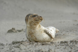 In de winter zoeken jonge zeehonden tijdens een storm soms rust op het strand. Houdt altijd voldoende afstand | © Ronald van Wijk Fotografie