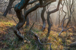 Het eikenbos van de Verbrande Pan staat bekend om de vele kronkelende takken en stammen | © Ronald van Wijk Fotografie