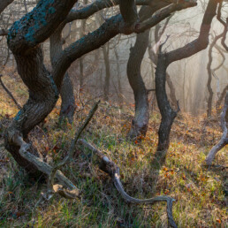 Het eikenbos van de Verbrande Pan staat bekend om de vele kronkelende takken en stammen | © Ronald van Wijk Fotografie