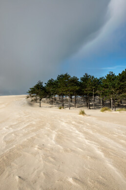 Vanaf het zandhelling naast het fietspad heb je mooi zicht op het ondergestoven naaldbos | © Ronald van Wijk Fotografie