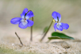 Het zandviooltje groeit met name in de kalkrijke duinen tussen Wassenaar en Bergen, vaak op kale, zanderige stukken | © Ronald van Wijk Fotografie