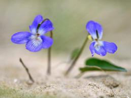 Het zandviooltje groeit met name in de kalkrijke duinen tussen Wassenaar en Bergen, vaak op kale, zanderige stukken | © Ronald van Wijk Fotografie