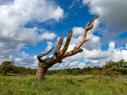 Dode boom in de duingraslanden van de duinen bij Castricum | © Ronald van Wijk Fotografie