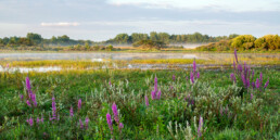 Ochtendmist en paarse bloemen van kattenstaart tijdens zonsopkomst bij de Wei van Brasser in de duinen van Castricum | © Ronald van Wijk Fotografie