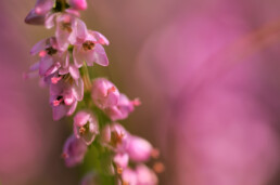 Roze bloemen van struikhei tijdens de bloei in augustus | © Ronald van Wijk Fotografie