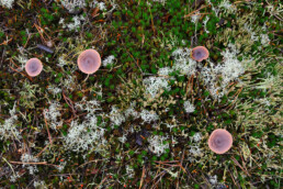 Op open stukken in het bos bij Blooming Hotel zijn prachtige (korst)mossen en paddenstoelen te zien | © Ronald van Wijk Fotografie