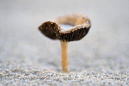 Op luwe plekken rondom De Kerf komen verrassend veel paddenstoelen voor. Op het kale zand zijn ze goed te fotograferen | © Ronald van Wijk Fotografie