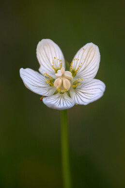 Parnassia wordt door velen als de mooiste plant van de duinen beschouwd. Als je de bloem van dichtbij bekijkt, is dat wel begrijpelijk | © Ronald van Wijk Fotografie