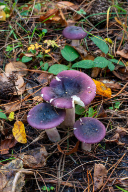 Russula's zijn talrijk in de bossen van de Schoorlse Duinen. Je ziet er meerdere soorten in verschillende kleuren | © Ronald van Wijk Fotografie