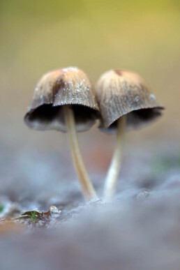 Bij het fotograferen van paddenstoelen zorgt een laag standpunt voor extra sfeer. Op open plekken kun je goed op de grond liggen en rustig de beste compositie zoeken | © Ronald van Wijk Fotografie