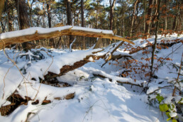 Een laagje sneeuw in het bos van de Schoorlse Duinen tijdens een zeldzaam koude Nederlandse winter | © Ronald van Wijk Fotografie