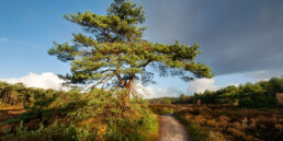 Wandelpad langs grote dennenboom op het heideveld van de Waterbosvlakte in de Schoorlse Duinen | © Ronald van Wijk Fotografie