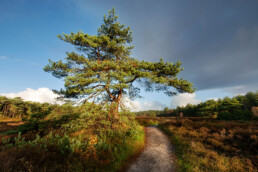 Wandelpad langs grote dennenboom op het heideveld van de Waterbosvlakte in de Schoorlse Duinen | © Ronald van Wijk Fotografie