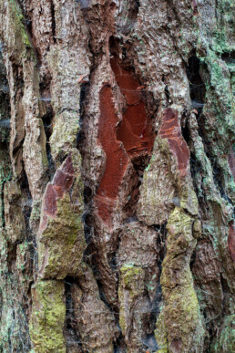 Oudere naaldbomen hebben vaak mooie grove stukken schors. De boomstammen zijn kunstwerken op zich | © Ronald van Wijk Fotografie