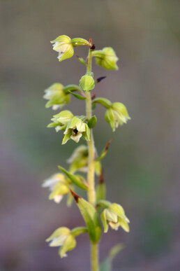 Een duinwespenorchis tussen het helmgras in de zeeduinen ten westen van de Tjalkhoek | © Ronald van Wijk Fotografie