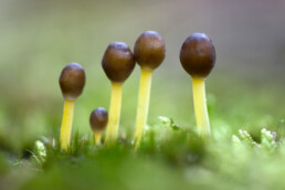 Plat op de buik kun je in de Tjalkhoek mooie macrofoto's maken van mossen en paddenstoelen | © Ronald van Wijk Fotografie