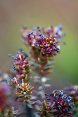 Al vroeg in het jaar (april) zijn de piepkleine paarse bloemen van bloeiende kraaihei te zien | © Ronald van Wijk Fotografie