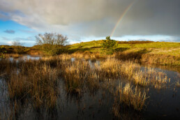 Regenboog boven een poel in het heideveld Tjalkhoek in de Schoorlse Duinen | © Ronald van Wijk Fotografie