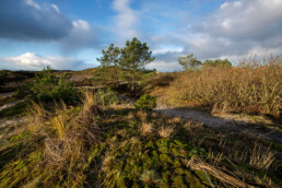 Aan de westkant van de Baaknol ligt een mooi overgangsgebied met mossen en door de wind geschoren eikenstruweel | © Ronald van Wijk Fotografie