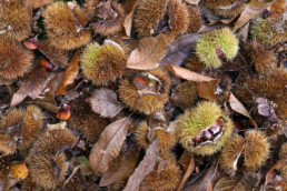 In de bossen aan de zuidkant van de Schoorlse Duinen groeien veel tamme kastanjes. In de herfst is de bodem plaatselijk bedekt met gevallen kastanjes | © Ronald van Wijk Fotografie