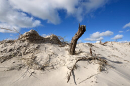 Dode wortels steken uit het witte zand van het stuifduin Baaknol in de Schoorlse Duinen | © Ronald van Wijk Fotografie