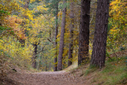 In het bos rondom de Schoorlse Nok kun je heerlijke wandelingen maken en in rust genieten van de omgeving | © Ronald van Wijk Fotografie