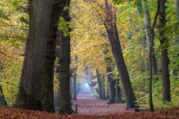 De Sparrenlaan in het Bergerbos is één van de mooiste bomenlanen in Noord-Holland | © Ronald van Wijk Fotografie