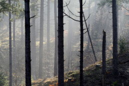 Mystieke sfeer met mist in het naaldbos ten zuiden van de Baaknol | © Ronald van Wijk Fotografie