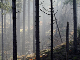 Mystieke sfeer met mist in het naaldbos ten zuiden van de Baaknol | © Ronald van Wijk Fotografie