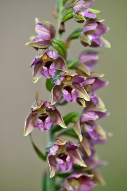 Langs de oevers van het brakke meertje in De Kerf bloeit zomers de brede wespenorchis | © Ronald van Wijk Fotografie