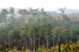 Door de duinbrand in 2009 zijn er open stukken ontstaan in het voorheen dichte naaldbos van de Schoorlse duinen bij Catrijp | © Ronald van Wijk Fotografie