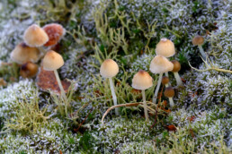 Mycena zijn er in veel verschillende soorten. Met hun slanke steeltjes en klokvormige hoedjes zijn ze erg fotogeniek | © Ronald van Wijk Fotografie