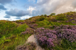 Het is avontuurlijk wandelen op de smalle zandpaadjes tussen de heidestruiken in de Tjalkhoek | © Ronald van Wijk Fotografie