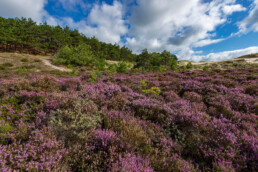 Aan de voet van het stuifduin Baaknol ligt een mooi heideveld, dat in augustus volop in bloei staat | © Ronald van Wijk Fotografie