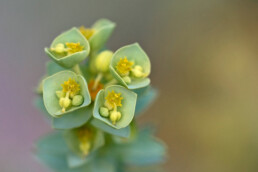 Vroeg in de zomer staat de zeewolfsmelk in bloei. De kleine bloemen zijn echte kunstwerkjes | © Ronald van Wijk Fotografie