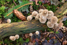 Het Bergerbos is een goede plek om paddenstoelen te fotografen in de herfst | © Ronald van Wijk Fotografie