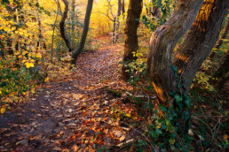 Het bos rondom de Schoorlse Nok is het mooist in de herfst, als de bladeren van de bomen intens verkleuren | © Ronald van Wijk Fotografie