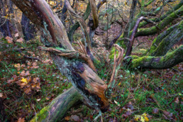 Dankzij de vele mossen en kronkelende vormen van de bomen zijn de Staringbosjes in de Schoorlse Duinen erg fotogeniek | © Ronald van Wijk Fotografie