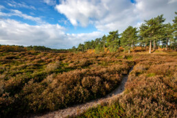 Het heideveld van de Grensvlakte is één van de meest besloten en rustige plekken in de Schoorlse Duinen | © Ronald van Wijk Fotografie