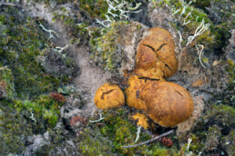 Op de overgang tussen het stuifduin en het bos van Baakbol kun je met een beetje geluk zeldzame truffels vinden | © Ronald van Wijk Fotografie